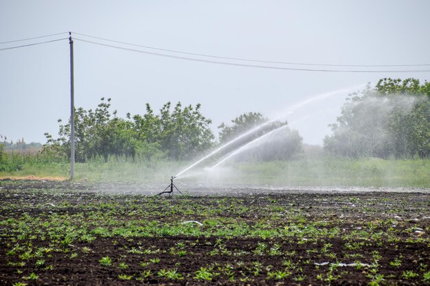 irigasi sprinkler